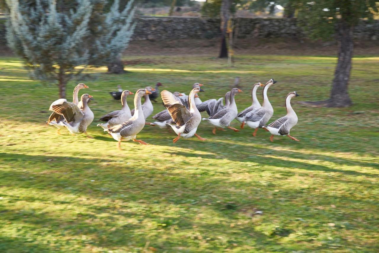 Finca El Cortinal Valencia de Alcántara Kültér fotó